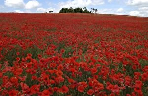 Images Dated 7th May 2001: Red Poppies in April Faringdon Oxon UK