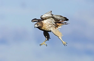Red-shouldered Hawk - adult bird in flight during fall migration Red-shouldered Hawk - adult bird in flight during fall migration