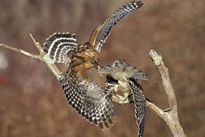 Red-shouldered Hawk - adult male and female Red-shouldered Hawk - adult male and female