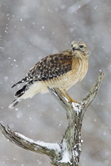 Red-shouldered Hawk - adult pale male in snow Red-shouldered Hawk - adult pale male in snow
