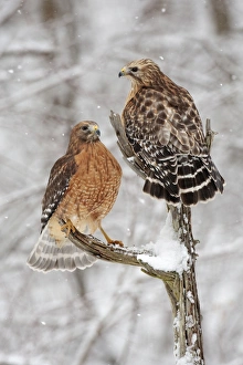 Red-shouldered Hawk - female on left and male on right in snow Red-shouldered Hawk - female on left and male on right in snow