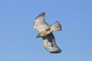Red-shouldered Hawk - immature bird in flight during fall migration Red-shouldered Hawk - immature bird in flight during fall migration