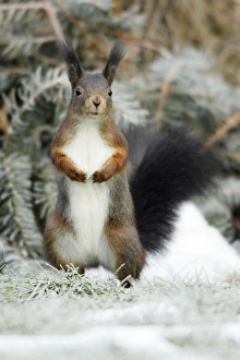 Red Squirrel - alert on garden lawn in winter Red Squirrel - alert on garden lawn in winter