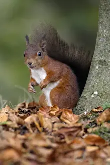 Sciurus Vulgaris Pictures Prints: Red Squirrel - alert on the ground beside tree stem, Northumberland, England
