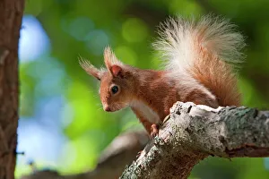 Red squirrel - Close-up of singe adult sitting on a branch in woodland Red squirrel - Close-up of singe adult sitting on a branch in woodland