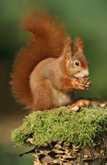 Duncan Usher Artwork Prints: Red Squirrel Eating nut