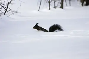 M Watson Photography Prints: Red Squirrel - jumping through snow