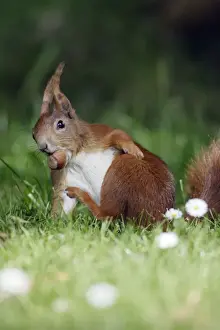 Sciurus Vulgaris Images Prints: Red Squirrel - Scratching itself, collecting nuts in garden Lower Saxony, Germany