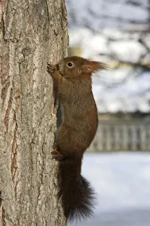M Watson Photography Prints: Red Squirrel - on tree trunk