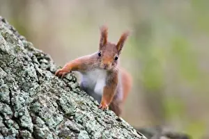Red Squirrel UK Prints: Red Squirrel - on tree trunk - UK