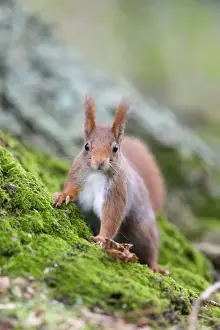 European Mammal Photography Prints: Red Squirrel - UK