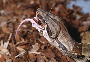 Red-tailed Boa Constrictor - Eating Red-tailed Boa Constrictor - Eating