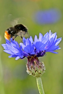 Red-tailed Bumblebee and Cornflower (Centaurea cyanus) bumblebee approaching cornflower Red-tailed Bumblebee and Cornflower (Centaurea cyanus) bumblebee approaching cornflower