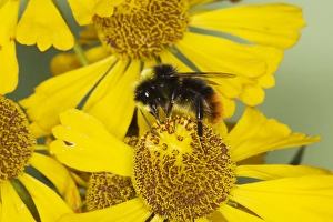 Red-tailed bumblebee - male on Helenium Flower Red-tailed bumblebee - male on Helenium Flower