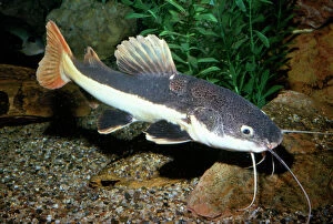 Images Dated 7th March 2005: Red-tailed Catfish Amazon River basin, Brazil