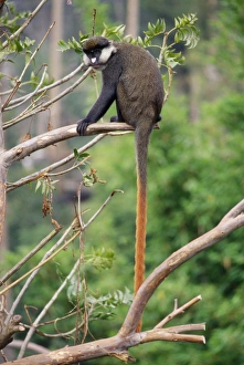 Red-tailed Monkey / Schmidts Guenon / Schmidts spot-nosed Guenon / Redtail Monkey / Black-cheeked White-nosed Monkey Red-tailed Monkey / Schmidts Guenon / Schmidts spot-nosed Guenon / Redtail Monkey / Black-cheeked White-nosed Monkey