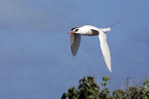 Red-tailed Tropicbird - in flight Red-tailed Tropicbird - in flight