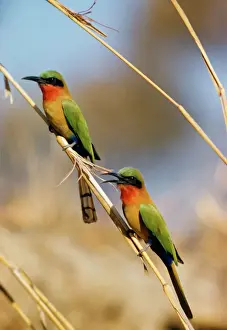 Prints of PB-71 RED-THROATED BEE-EATER Philip Blasdale Please note that prints are for personal display purposes only and may not be reproduced in any way. Coraciiformes Prints: Red-throated Bee-eater Print