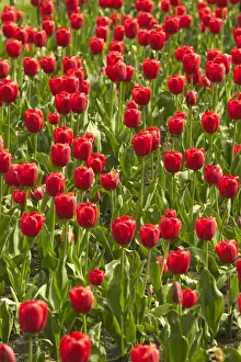 Jean Michel Labat Prints: Red Tulips