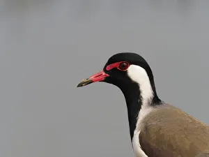 Red-wattled Lapwing Vanellus indicus Rajasthan, India BI032091 Date: 23-Feb-20 Red-wattled Lapwing Vanellus indicus Rajasthan, India BI032091 Date: 23-Feb-20