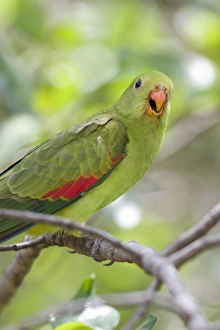 Red-Winged Parrot-Female - Perched in woodland Red-Winged Parrot-Female - Perched in woodland