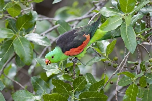 Red-Winged Parrot-Male - Feeding on fruit Red-Winged Parrot-Male - Feeding on fruit