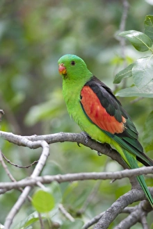 Red-Winged Parrot-Male - Perched in woodland Red-Winged Parrot-Male - Perched in woodland