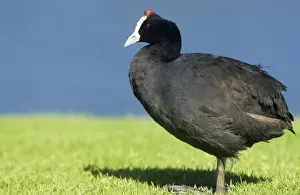 M Watson Photography Prints: Redknobbed Coot