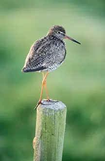 Johan De Meester Artwork Prints: Redshank Bird