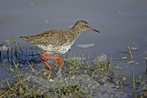 Redshank - searching for food on lake edge Redshank - searching for food on lake edge