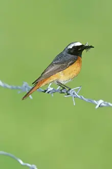 Wildlife Art Prints Online Prints: Redstart - with insect in beak