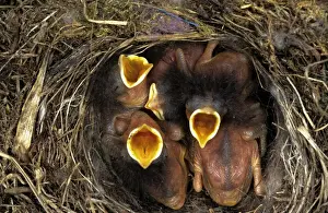 Bird In Nest Prints: Redstart - young in nest