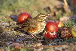 John Daniels Wildlife Images Prints: Redwing
