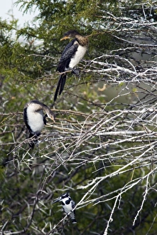 Reed / Long-tailed Cormorant - perched in tree after fishing Reed / Long-tailed Cormorant - perched in tree after fishing