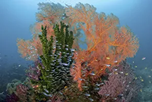 Reef scenics, Raja Ampat Islands, Irian Reef scenics, Raja Ampat Islands, Irian