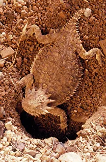 Regal Horned Lizard - Female, constructing nest Regal Horned Lizard - Female, constructing nest