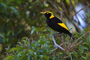 Regent Bowerbird - colourful adult male sits on a tree in lush subtropical rainforest Regent Bowerbird - colourful adult male sits on a tree in lush subtropical rainforest