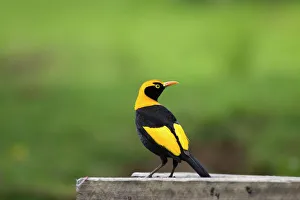 Regent Bowerbird-Male - On a bird table Regent Bowerbird-Male - On a bird table