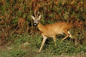 Roe Deer Germany Prints: Rehbock
