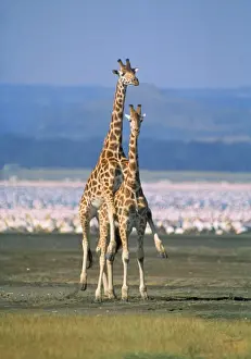 African Wildlife Art Prints: Reticulated Giraffe - mating
