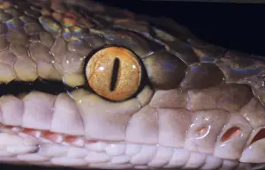 Reticulated Python Prints: Reticulated Python - close-up of eye& sensory pits. South East Asia