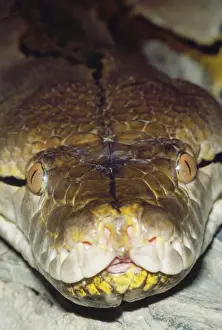 Wildlife Snakes Prints: Reticulated Python - close-up showing heat-sensitive pits / membrane