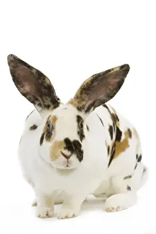 Ardea Wildlife Pets Environment Prints: Rex tricolor Rabbit