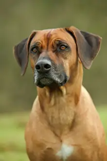 Rhodesian Ridgeback Prints: Rhodesian Ridgeback LA-2976 Print by Ardea