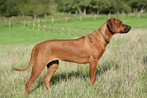 Rhodesian Ridgeback Prints: Rhodesian Ridgeback Print JD-18676 by John Daniels