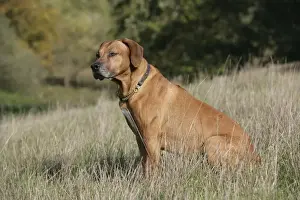 Rhodesian Ridgeback JD-18712 Print