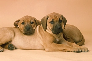 Rhodesian Ridgeback Dog - puppies Rhodesian Ridgeback Dog - puppies