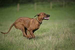 Rhodesian Ridgeback dog running Rhodesian Ridgeback dog running