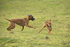 Rhodesian Ridgeback - two fighting / playing with one showing submissive behaviour Rhodesian Ridgeback - two fighting / playing with one showing submissive behaviour