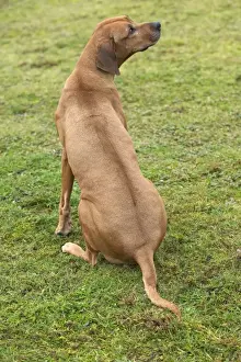 Dog Sitting Images Prints: Rhodesian Ridgeback - sitting